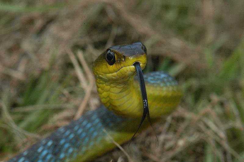 Common_Tree_Snake__Dendrelaphis_Punctulatus__019.jpg