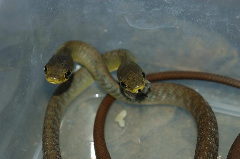 Common_Tree_Snake__Dendrelaphis_Punctulatus__026.jpg