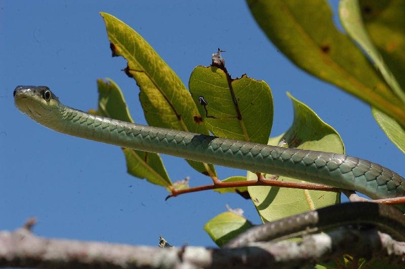 Common_Tree_Snake__Dendrelaphis_Punctulatus__028.jpg