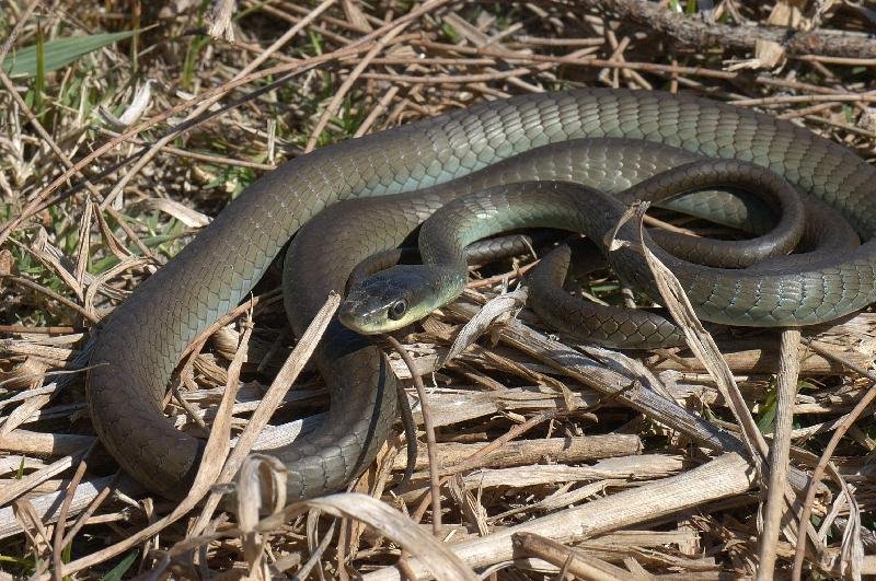 Common_Tree_Snake__Dendrelaphis_Punctulatus__031.jpg