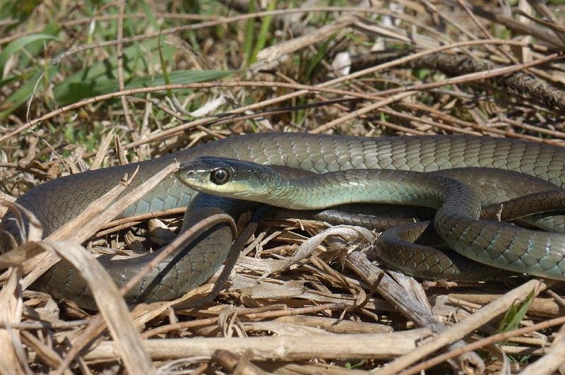 Common_Tree_Snake__Dendrelaphis_Punctulatus__032.jpg