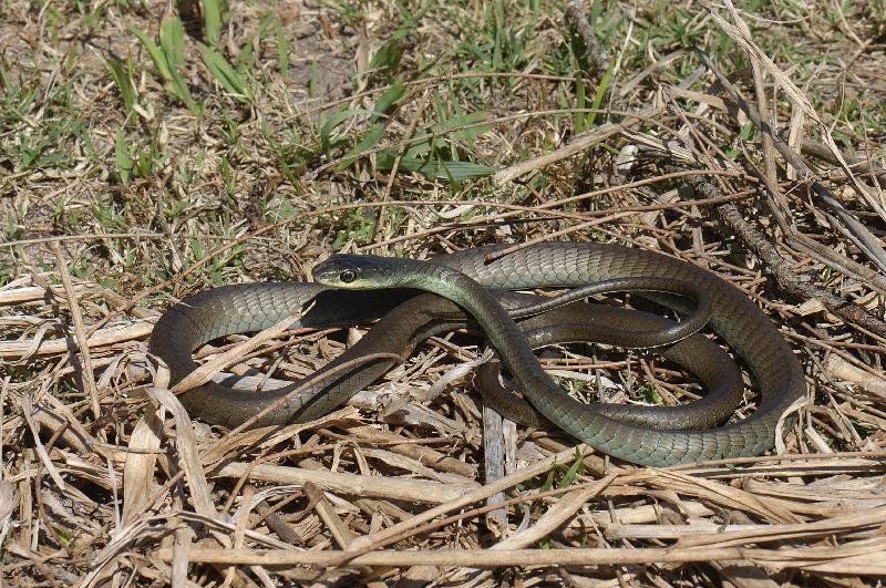 Common_Tree_Snake__Dendrelaphis_Punctulatus__034.jpg