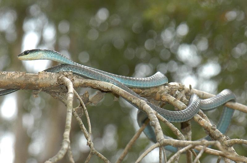 Common_Tree_Snake__Dendrelaphis_Punctulatus__036.jpg