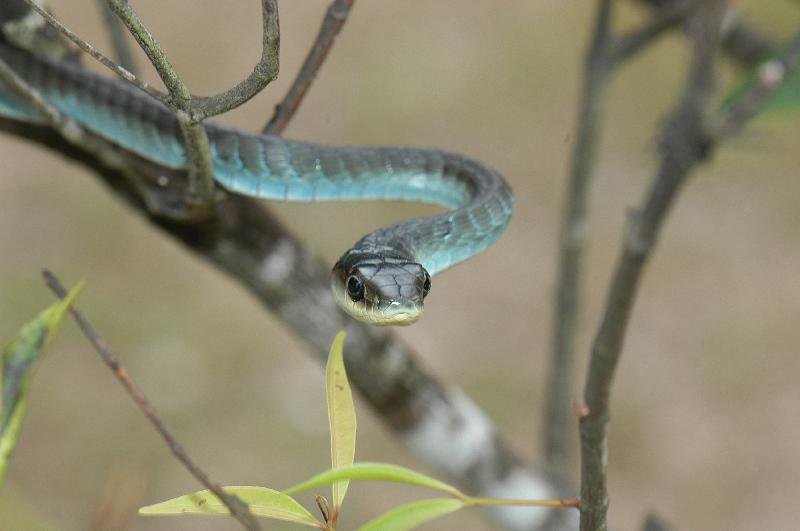 Common_Tree_Snake__Dendrelaphis_Punctulatus__038.jpg