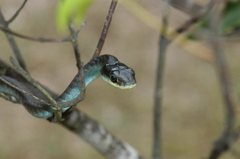 Common_Tree_Snake__Dendrelaphis_Punctulatus__039.jpg