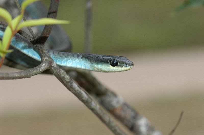 Common_Tree_Snake__Dendrelaphis_Punctulatus__040.jpg