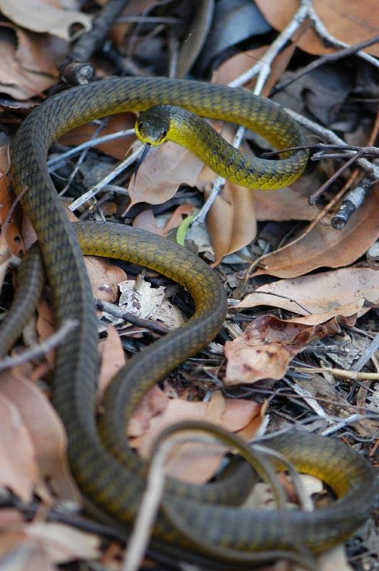 Common_Tree_Snake__Dendrelaphis_Punctulatus__049.jpg