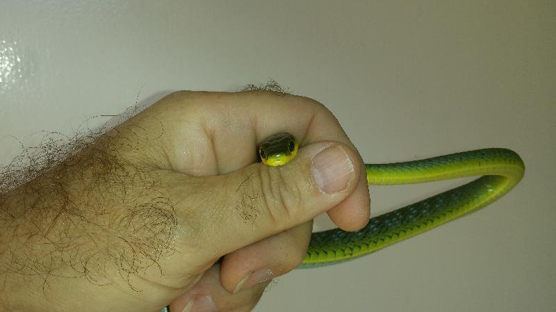 Common_Tree_Snake__Dendrelaphis_Punctulatus__060.jpg