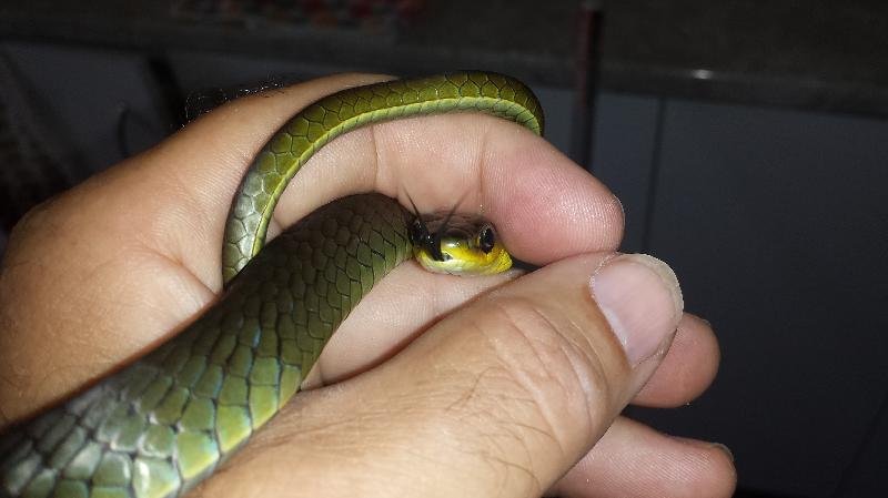 Common_Tree_Snake__Dendrelaphis_Punctulatus__064.jpg