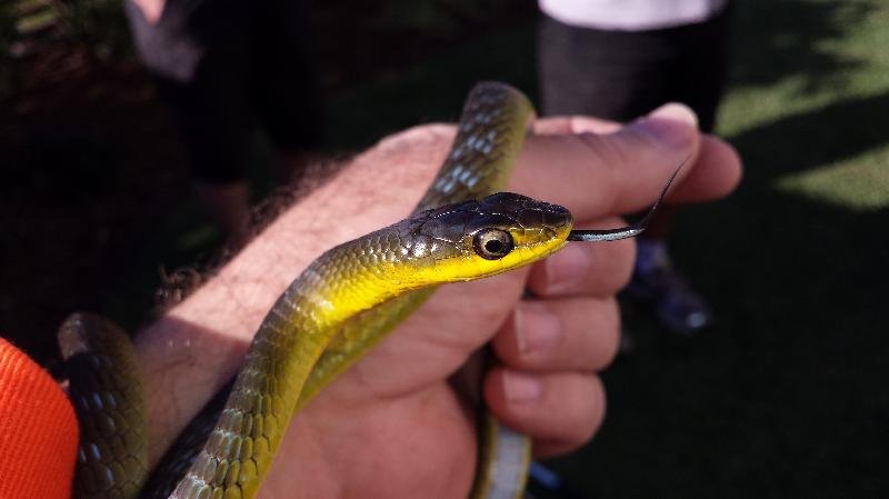 Common_Tree_Snake__Dendrelaphis_Punctulatus__068.jpg