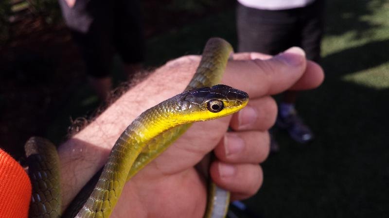 Common_Tree_Snake__Dendrelaphis_Punctulatus__069.jpg