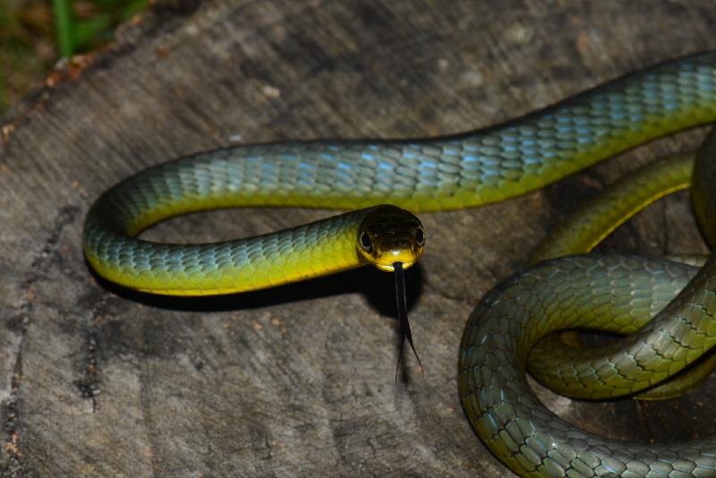 Common_Tree_Snake__Dendrelaphis_Punctulatus__075.jpg