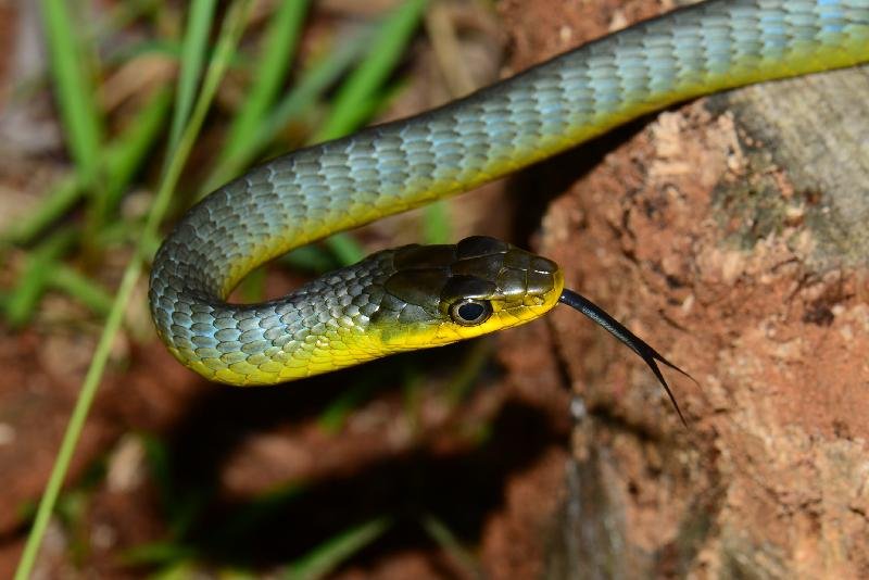 Common_Tree_Snake__Dendrelaphis_Punctulatus__077.jpg