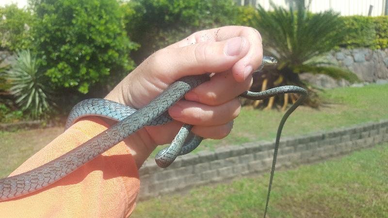 Common_Tree_Snake__Dendrelaphis_Punctulatus__096.jpg