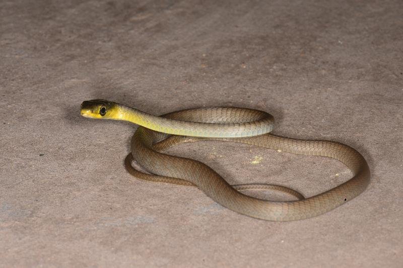 Common_Tree_Snake__Dendrelaphis_Punctulatus__131.jpg