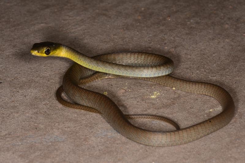 Common_Tree_Snake__Dendrelaphis_Punctulatus__132.jpg