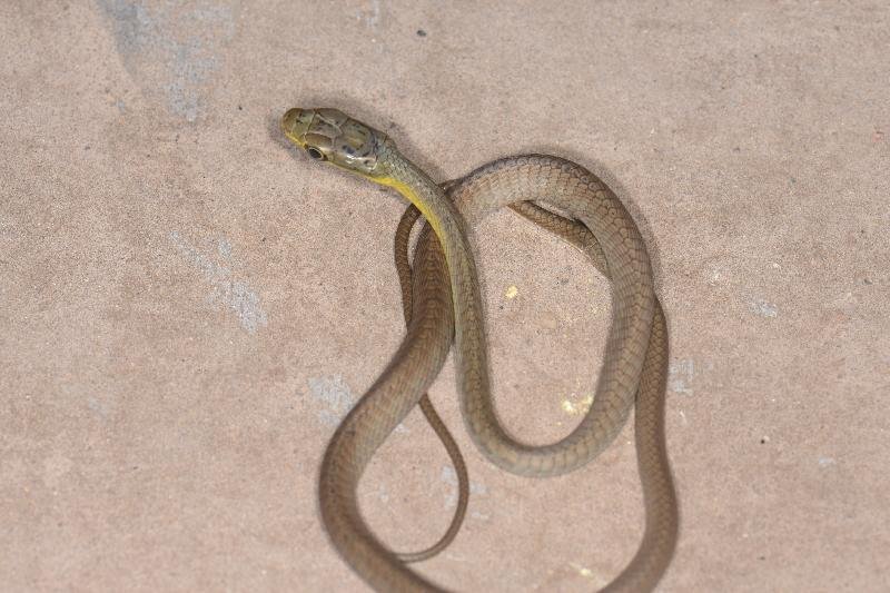 Common_Tree_Snake__Dendrelaphis_Punctulatus__139.jpg