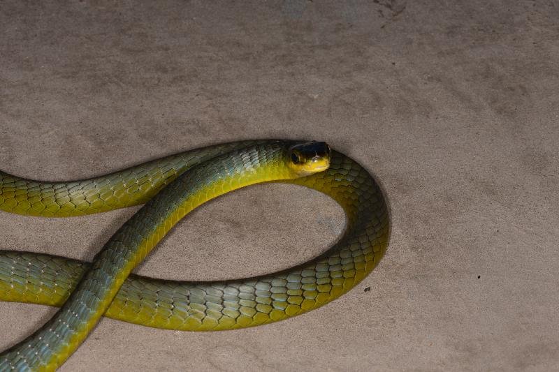 Common_Tree_Snake__Dendrelaphis_Punctulatus__142.jpg