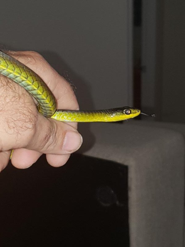 Common_Tree_Snake__Dendrelaphis_Punctulatus__150.jpg