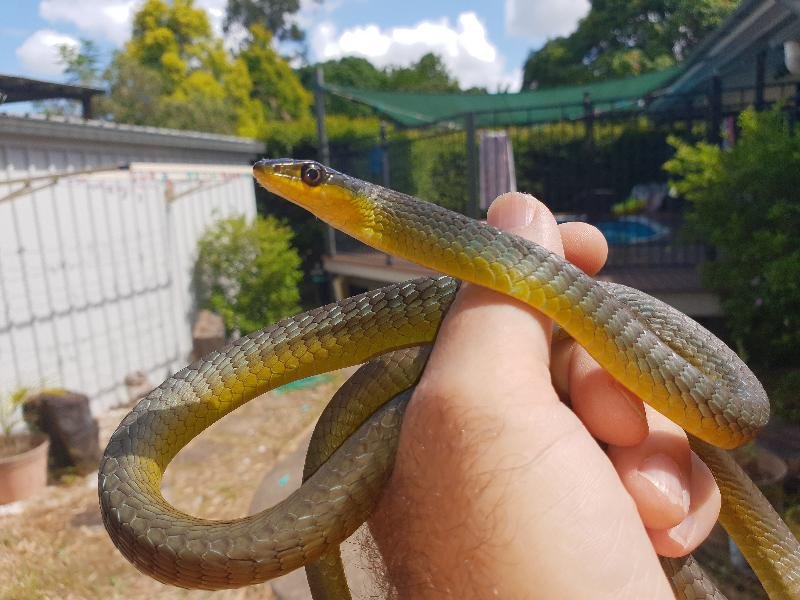 Common_Tree_Snake__Dendrelaphis_Punctulatus__157.jpg