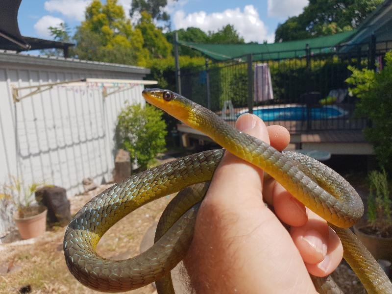 Common_Tree_Snake__Dendrelaphis_Punctulatus__158.jpg