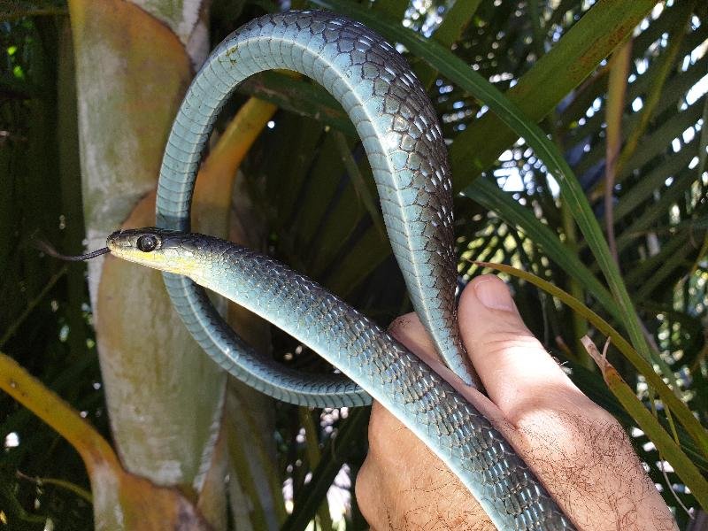 Common_Tree_Snake__Dendrelaphis_Punctulatus__166.jpg