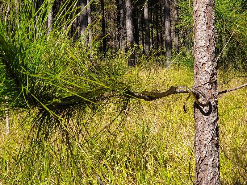 Common_Tree_Snake__Dendrelaphis_Punctulatus__175.jpg