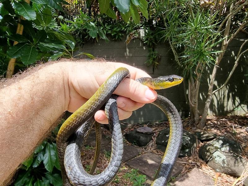 Common_Tree_Snake__Dendrelaphis_Punctulatus__187.jpg