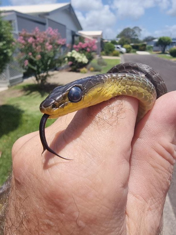 Common_Tree_Snake__Dendrelaphis_Punctulatus__202.jpg