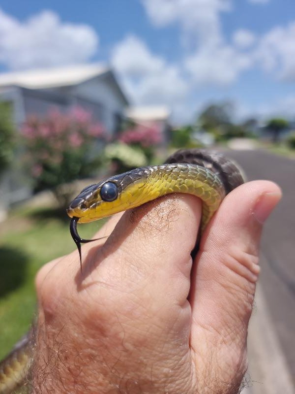 Common_Tree_Snake__Dendrelaphis_Punctulatus__203.jpg