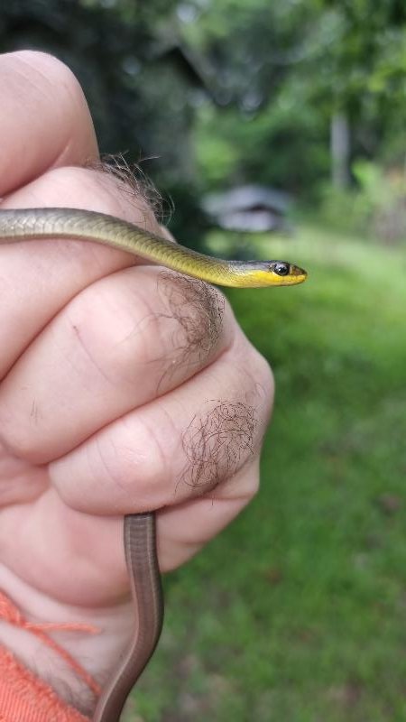 Common_Tree_Snake__Dendrelaphis_Punctulatus__214.jpg