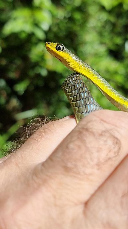 Common_Tree_Snake__Dendrelaphis_Punctulatus__219.jpg