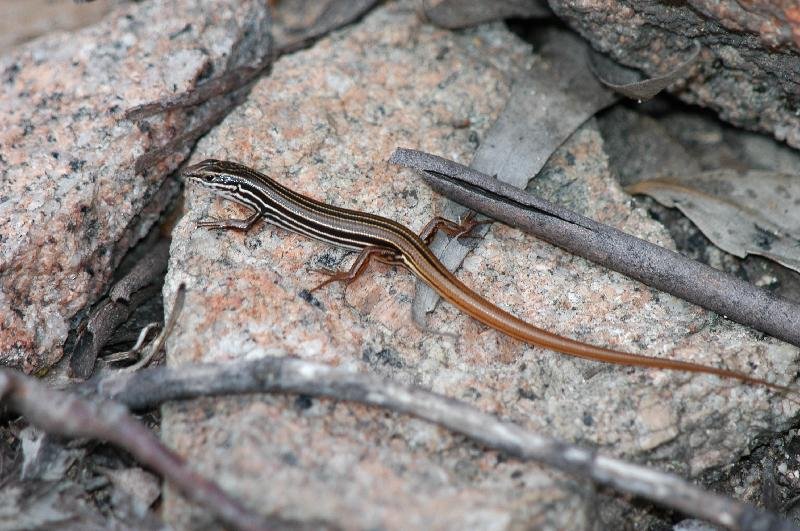 Copper-Tailed_Skink__Ctenotus_taeniolatus__004.jpg