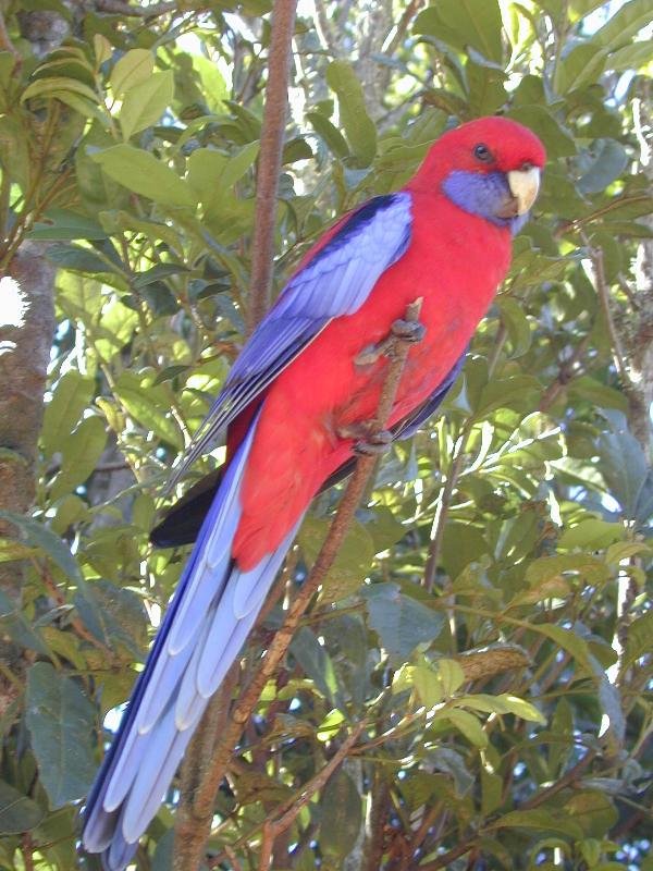 Crimson_Rosella__Platycercus_elegans__001.jpg