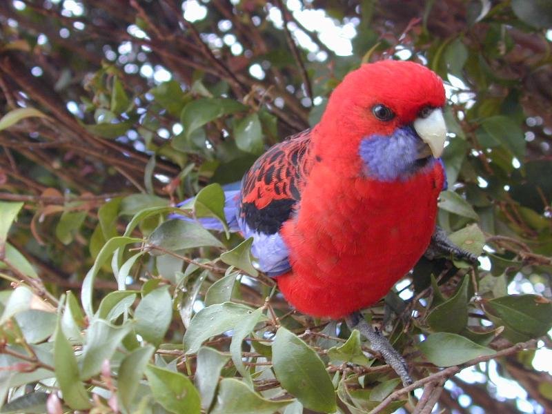 Crimson_Rosella__Platycercus_elegans__003.jpg