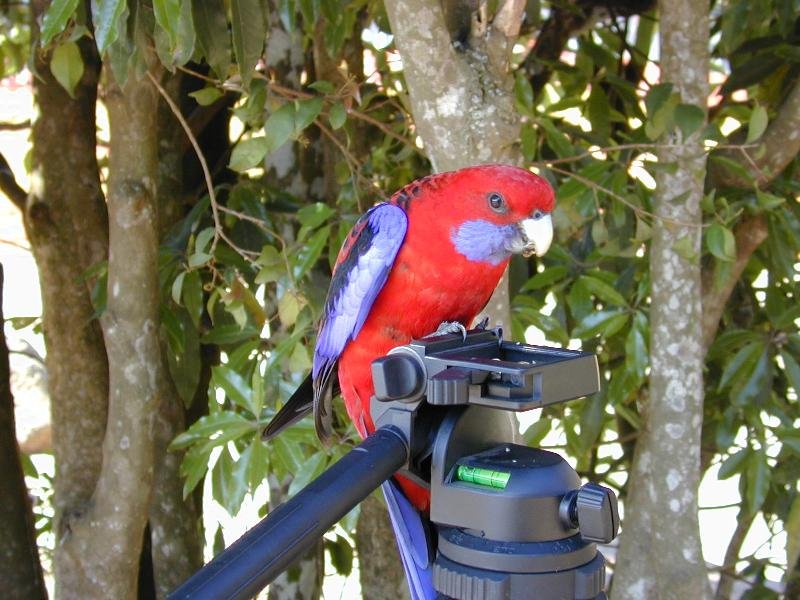 Crimson_Rosella__Platycercus_elegans__008.jpg