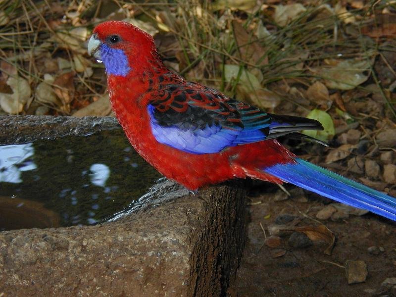 Crimson_Rosella__Platycercus_elegans__012.jpg