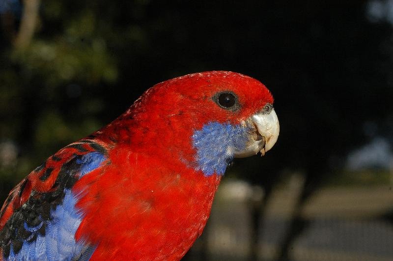 Crimson_Rosella__Platycercus_elegans__016.jpg