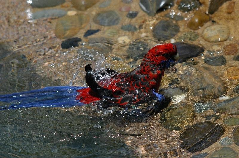 Crimson_Rosella__Platycercus_elegans__019.jpg