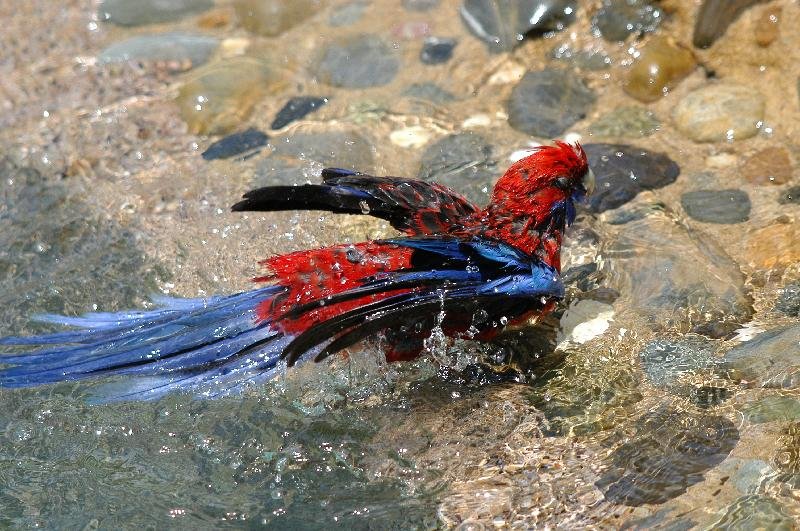 Crimson_Rosella__Platycercus_elegans__022.jpg