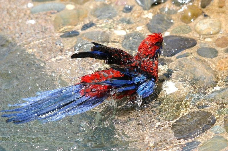 Crimson_Rosella__Platycercus_elegans__024.jpg