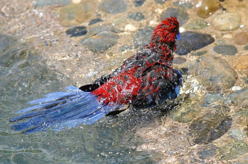 Crimson_Rosella__Platycercus_elegans__025.jpg