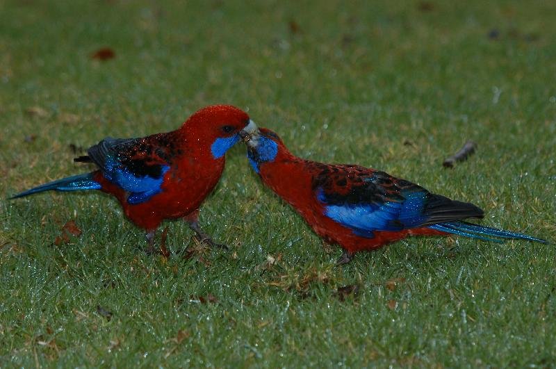 Crimson_Rosella__Platycercus_elegans__028.jpg