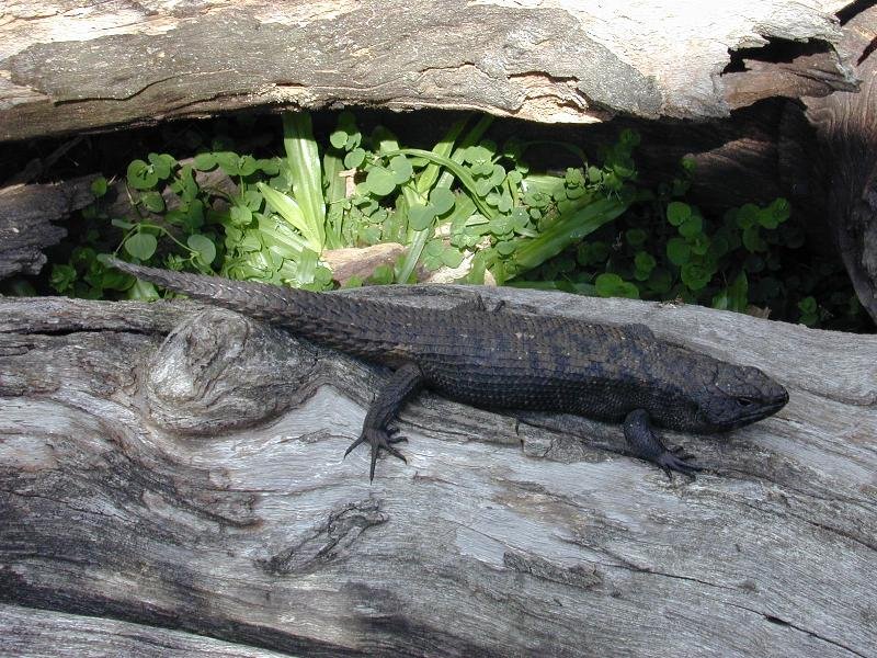 Cunningham's_Skink__Egernia_cunninghami__001.jpg