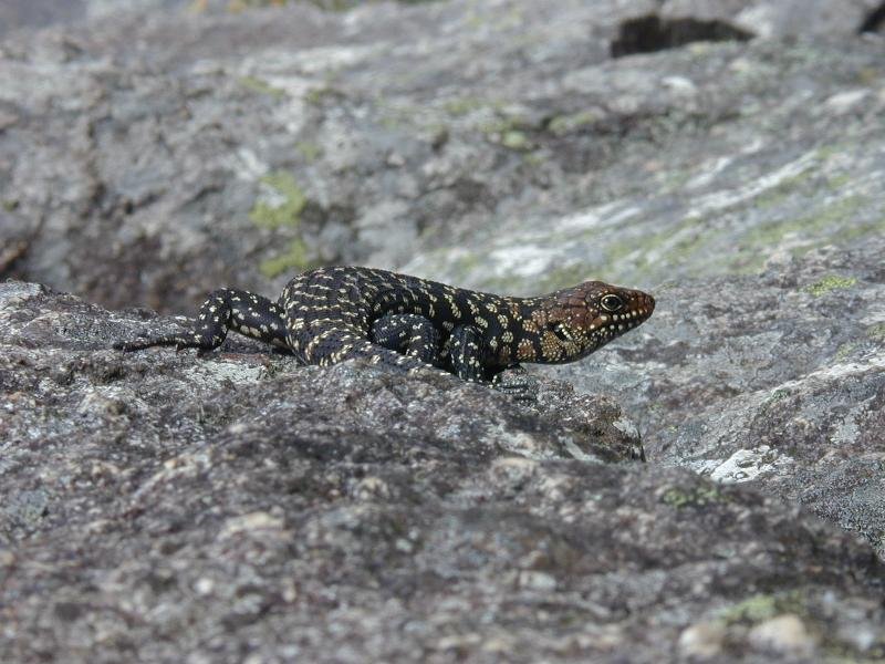 Cunningham's_Skink__Egernia_cunninghami__002.jpg