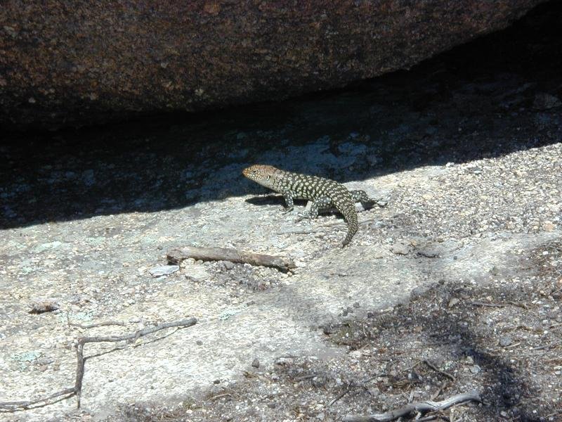 Cunningham's_Skink__Egernia_cunninghami__003.jpg