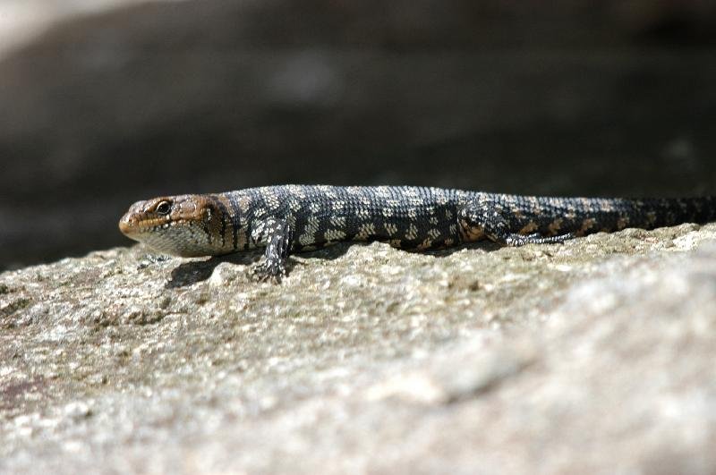 Cunningham's_Skink__Egernia_cunninghami__006.jpg