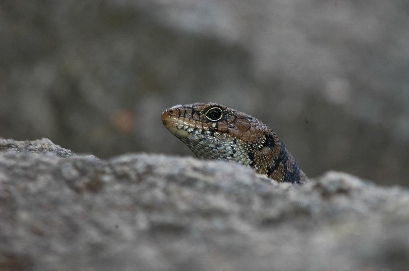 Cunningham's_Skink__Egernia_cunninghami__007.jpg