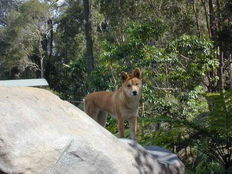 Dingo__Canis_lupus_dingo__001.jpg