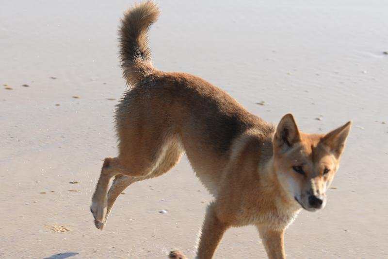 Dingo__Canis_lupus_dingo__019.jpg